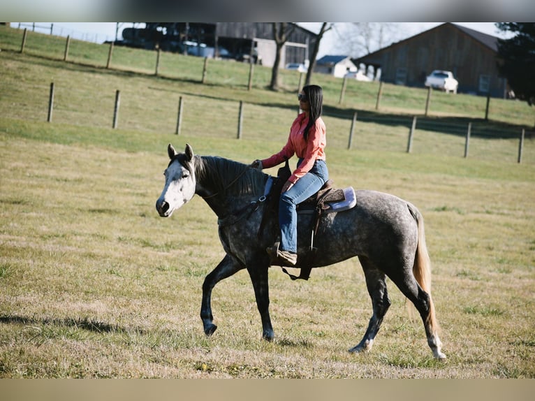 American Quarter Horse Giumenta 7 Anni 155 cm Grigio in Carlisle, KY