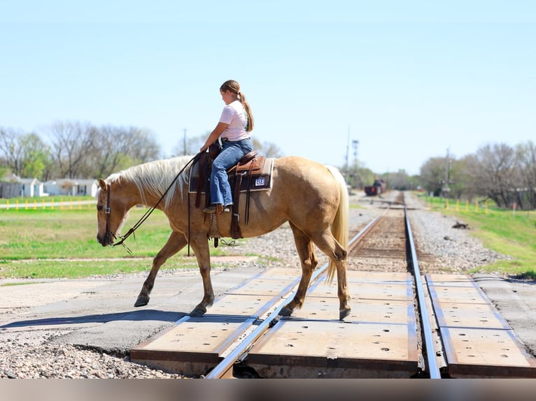 American Quarter Horse Giumenta 7 Anni 155 cm Palomino in Terrell