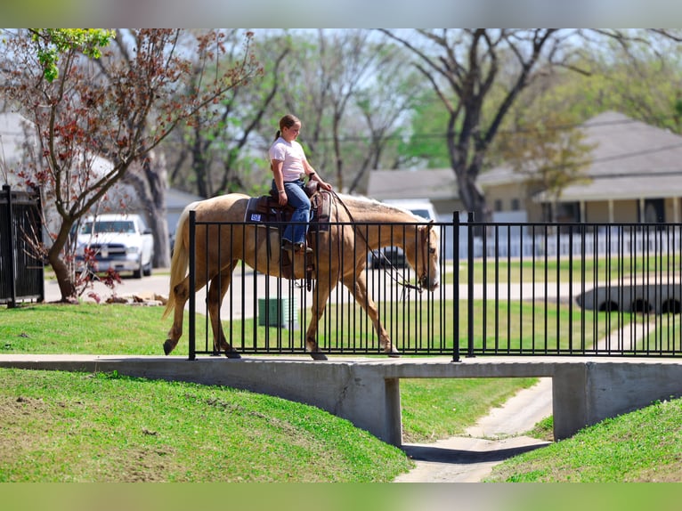 American Quarter Horse Giumenta 7 Anni 155 cm Palomino in Terrell