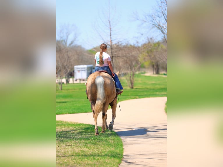 American Quarter Horse Giumenta 7 Anni 155 cm Palomino in Terrell