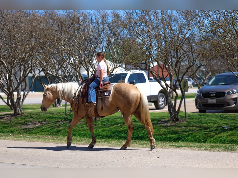 American Quarter Horse Giumenta 7 Anni 155 cm Palomino in Terrell