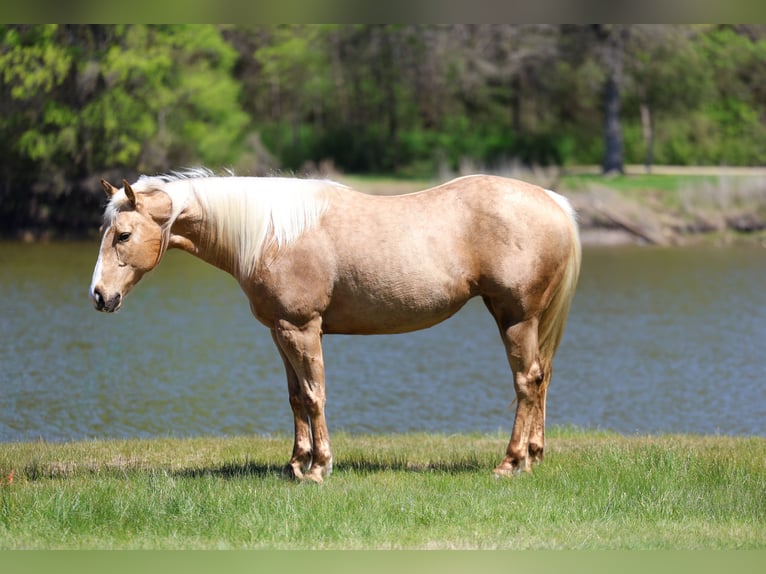 American Quarter Horse Giumenta 7 Anni 155 cm Palomino in Terrell