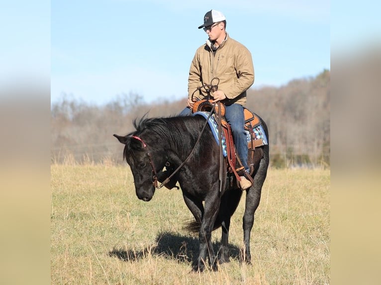 American Quarter Horse Giumenta 7 Anni 155 cm Roano blu in Brodhead KY