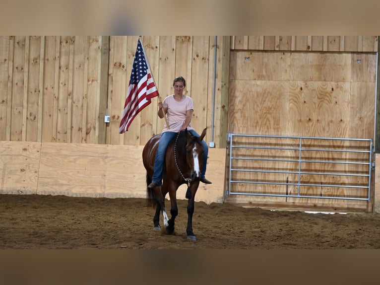 American Quarter Horse Giumenta 7 Anni 157 cm Baio ciliegia in Millersburg