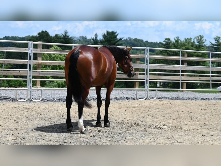 American Quarter Horse Giumenta 7 Anni 157 cm Baio ciliegia in Millersburg