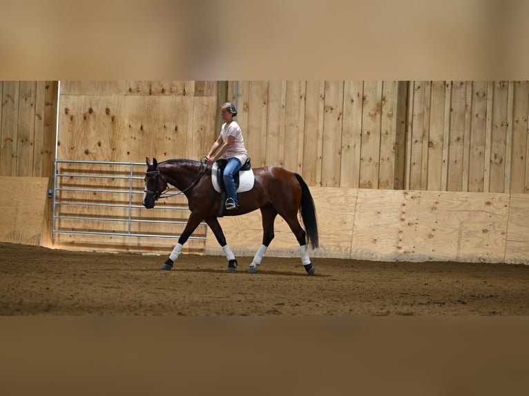 American Quarter Horse Giumenta 7 Anni 157 cm Baio ciliegia in Millersburg