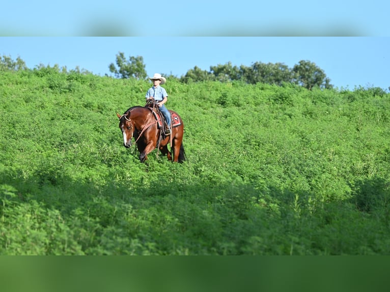 American Quarter Horse Giumenta 7 Anni 157 cm Baio ciliegia in Millersburg