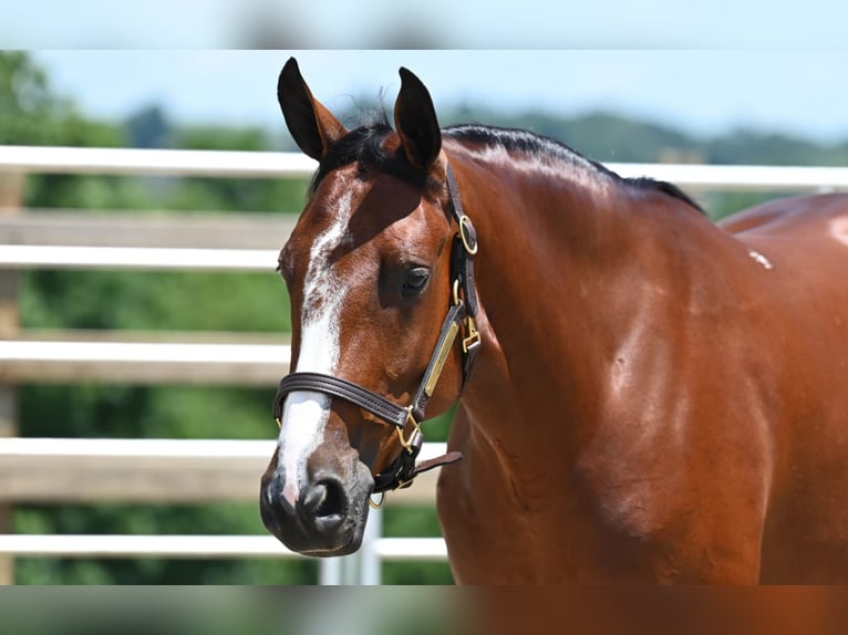 American Quarter Horse Giumenta 7 Anni 157 cm Baio ciliegia in Millersburg