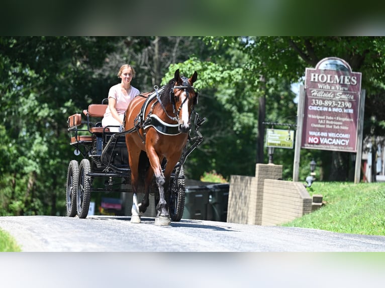 American Quarter Horse Giumenta 7 Anni 157 cm Baio ciliegia in Millersburg