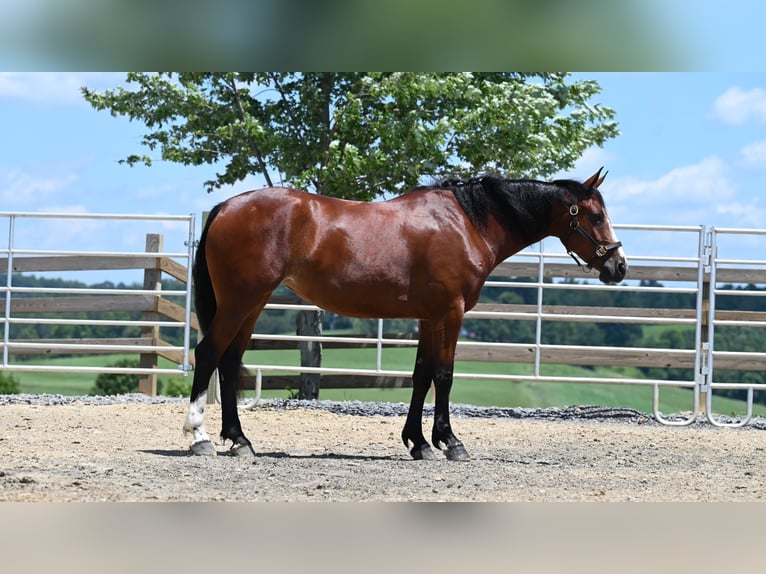 American Quarter Horse Giumenta 7 Anni 157 cm Baio ciliegia in Millersburg