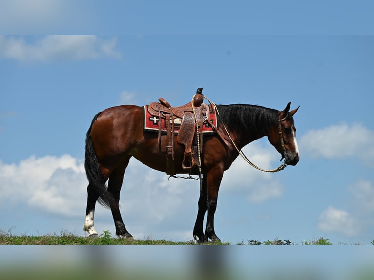 American Quarter Horse Giumenta 7 Anni 157 cm Baio ciliegia in Millersburg