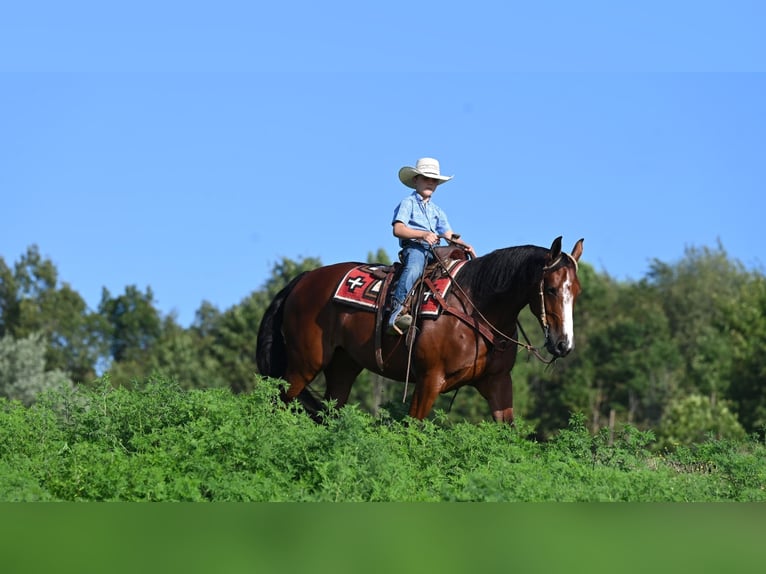 American Quarter Horse Giumenta 7 Anni 157 cm Baio ciliegia in Millersburg