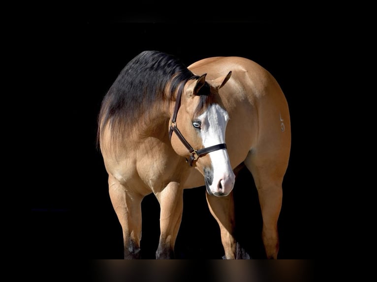 American Quarter Horse Giumenta 7 Anni 157 cm Pelle di daino in Providence Forge VA