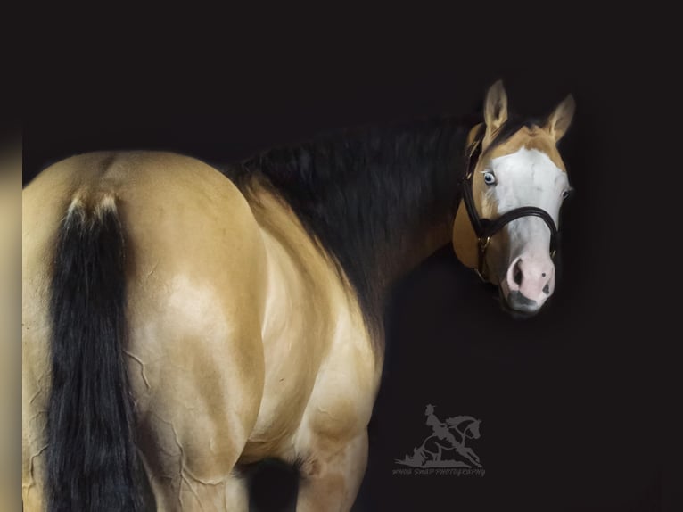 American Quarter Horse Giumenta 7 Anni 157 cm Pelle di daino in Providence Forge VA