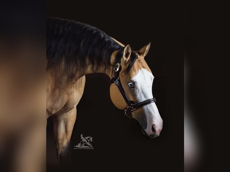 American Quarter Horse Giumenta 7 Anni 157 cm Pelle di daino in Providence Forge VA