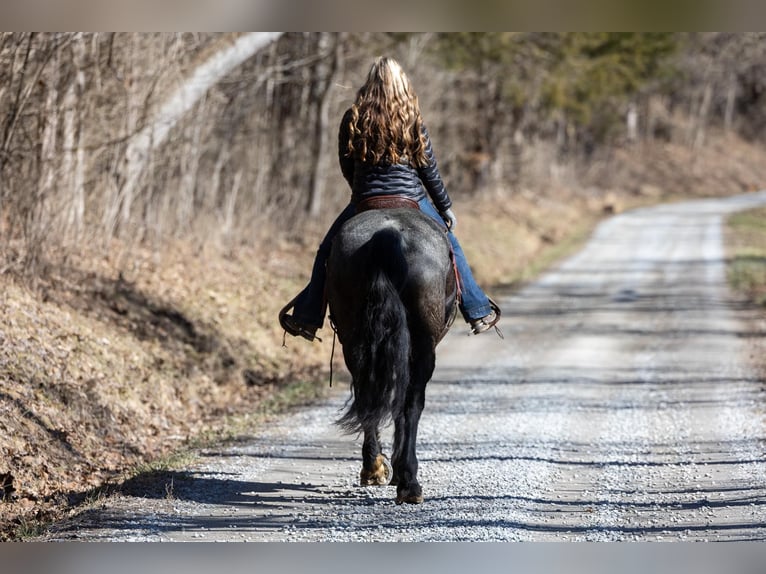 American Quarter Horse Giumenta 7 Anni 157 cm Roano blu in Ewing KY