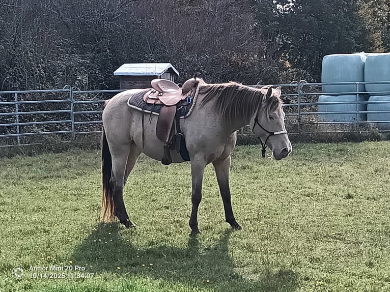 American Quarter Horse Mix Giumenta 7 Anni 158 cm Champagne in Oberndorf American Quarter Horse Mix Giumenta 7 Anni 158 cm Champagne in Oberndorf