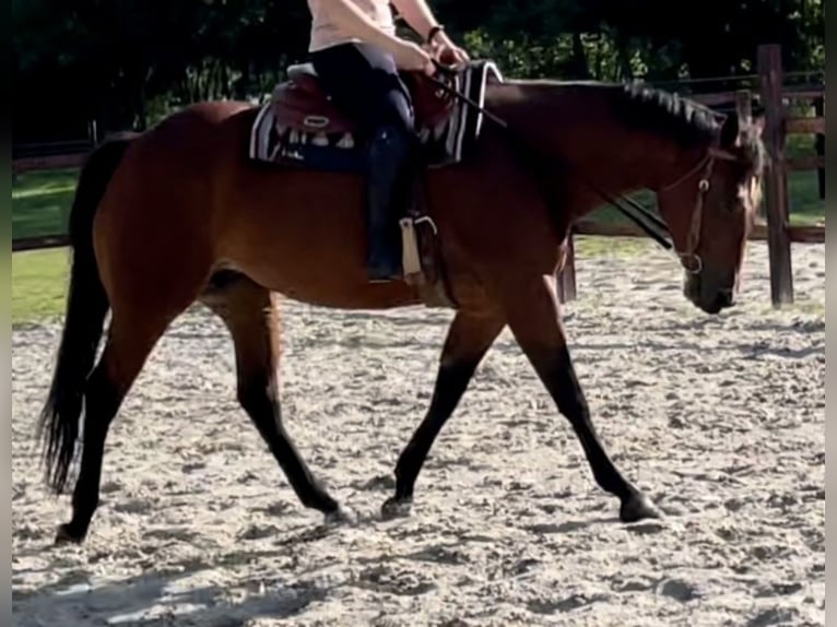 American Quarter Horse Giumenta 7 Anni 160 cm Baio in Midwolde