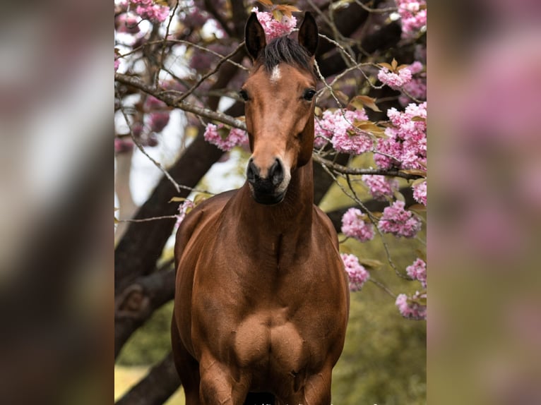 American Quarter Horse Giumenta 7 Anni 160 cm Baio in Midwolde