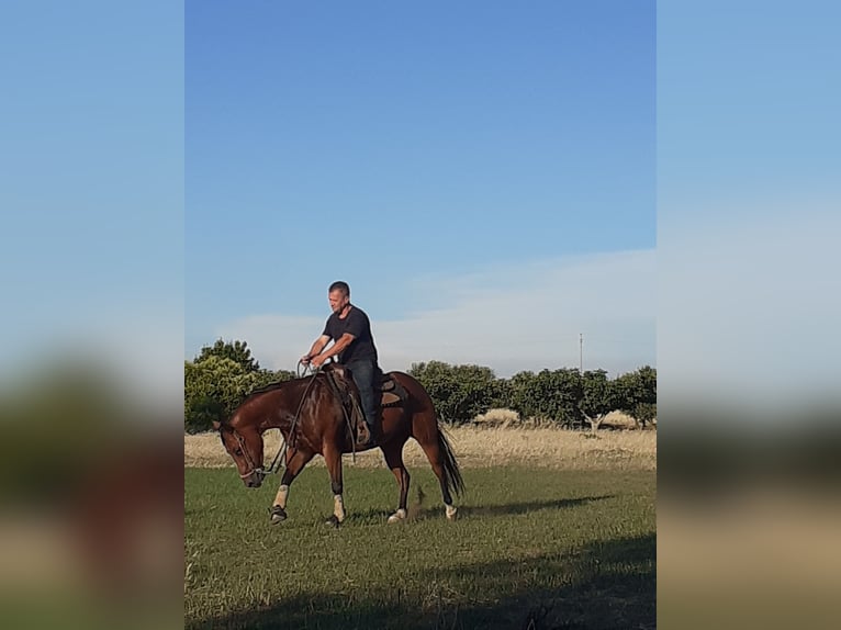 American Quarter Horse Giumenta 7 Anni 160 cm Baio chiaro in Mesagne