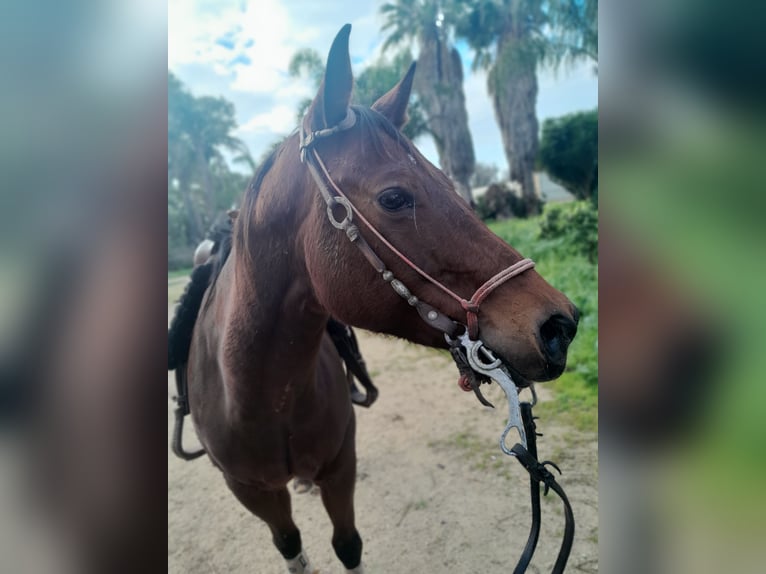 American Quarter Horse Giumenta 7 Anni 160 cm Baio chiaro in Mesagne