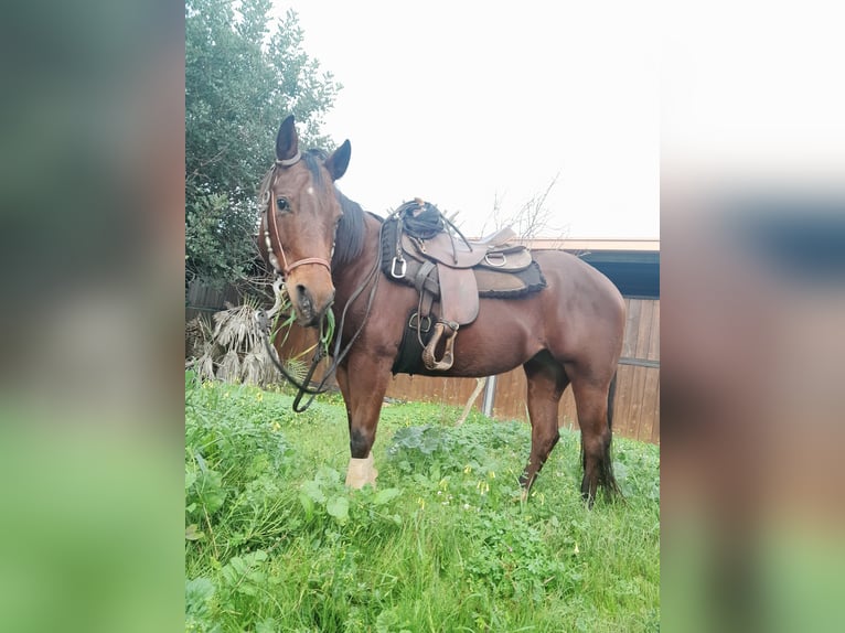 American Quarter Horse Giumenta 7 Anni 160 cm Baio chiaro in Mesagne