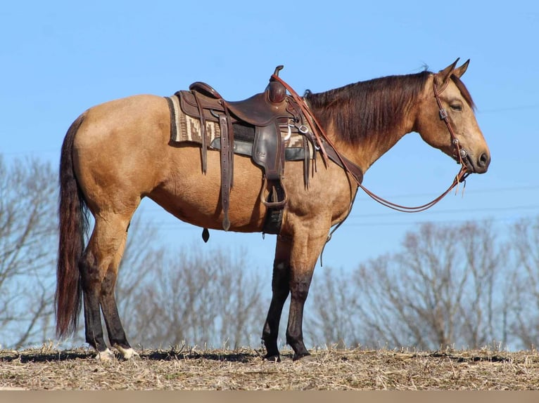 American Quarter Horse Giumenta 7 Anni 160 cm Pelle di daino in Shippenville, PA
