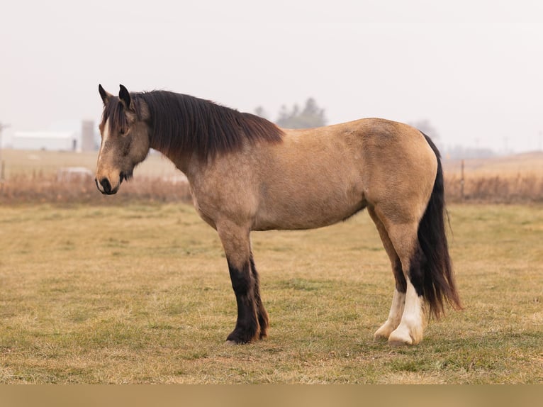 American Quarter Horse Mix Giumenta 7 Anni 160 cm Pelle di daino in Decorah, IA