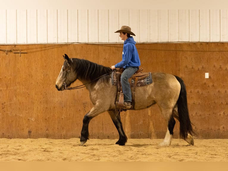 American Quarter Horse Mix Giumenta 7 Anni 160 cm Pelle di daino in Decorah, IA