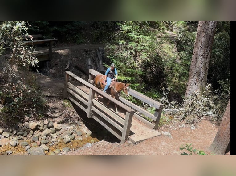 American Quarter Horse Giumenta 7 Anni 160 cm Sauro scuro in Bitterwater CA