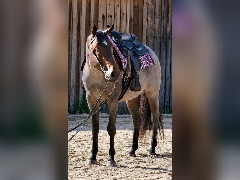 American Quarter Horse Giumenta 7 Anni 163 cm Baio roano in Neudrossenfeld