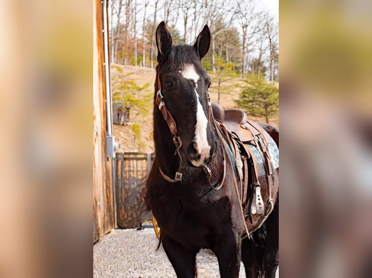 American Quarter Horse Giumenta 7 Anni 163 cm Morello in Everette PA