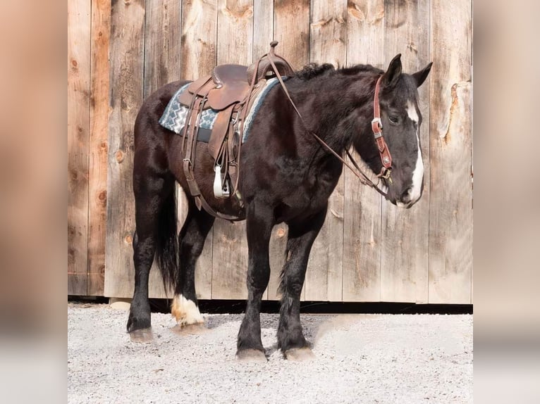 American Quarter Horse Giumenta 7 Anni 163 cm Morello in Everette PA