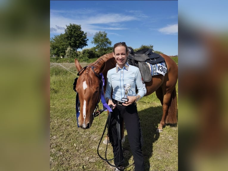 American Quarter Horse Giumenta 7 Anni 163 cm Sauro in Winterbach