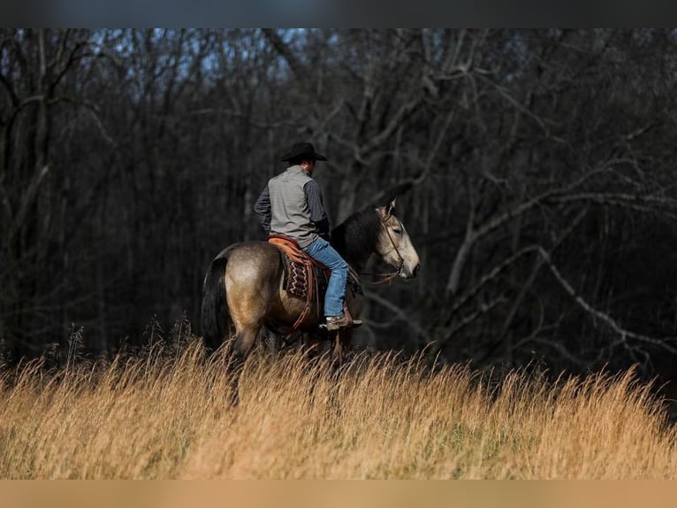 American Quarter Horse Giumenta 7 Anni 168 cm Pelle di daino in Santa Fe, TN