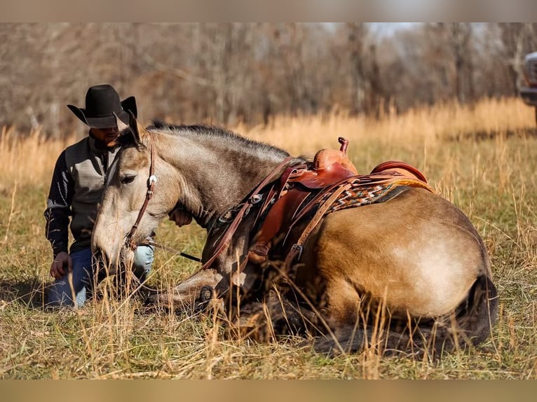 American Quarter Horse Giumenta 7 Anni 168 cm Pelle di daino in Santa Fe, TN