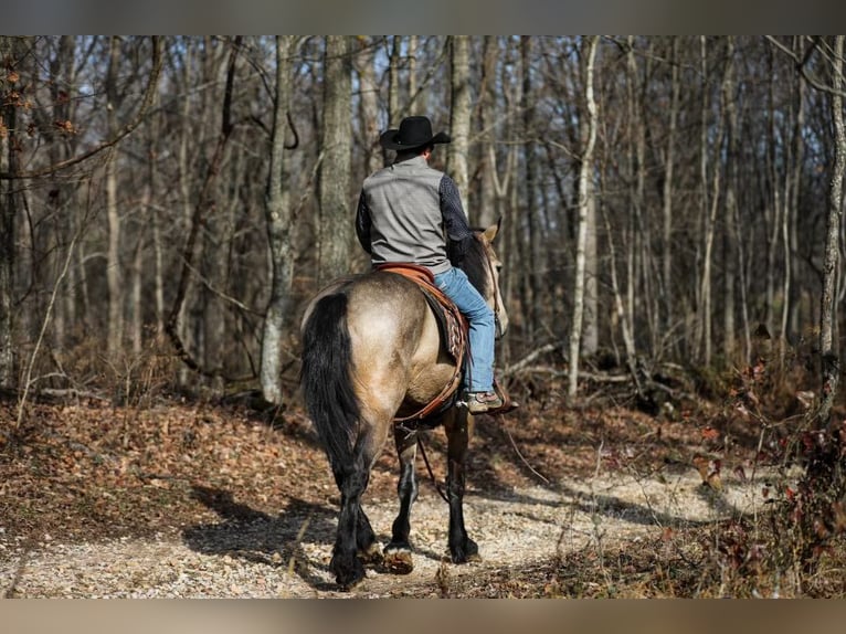 American Quarter Horse Giumenta 7 Anni 168 cm Pelle di daino in Santa Fe, TN