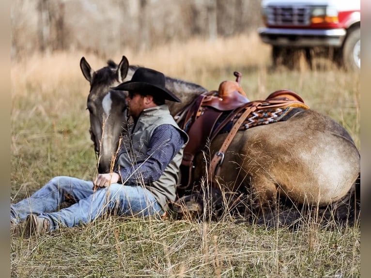 American Quarter Horse Giumenta 7 Anni 168 cm Pelle di daino in Santa Fe, TN