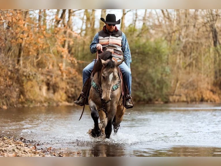 American Quarter Horse Giumenta 7 Anni 168 cm Pelle di daino in Santa Fe, TN