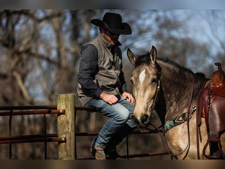 American Quarter Horse Giumenta 7 Anni 168 cm Pelle di daino in Santa Fe, TN