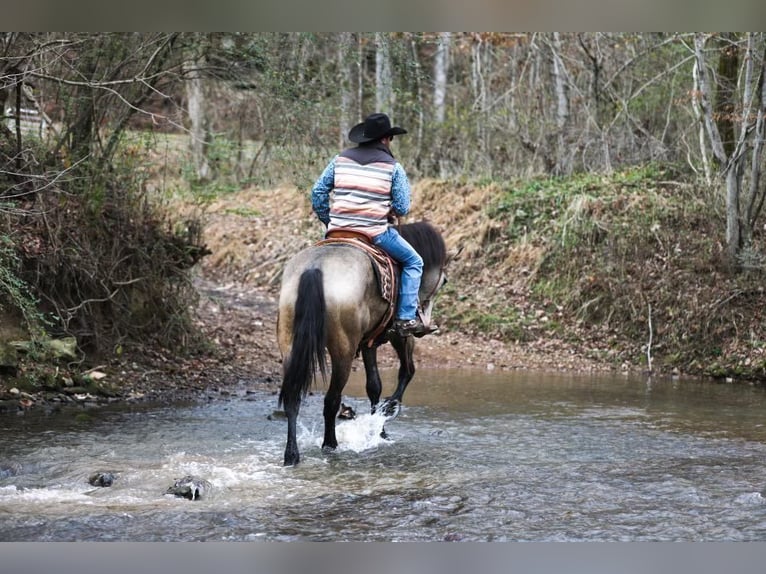 American Quarter Horse Giumenta 7 Anni 168 cm Pelle di daino in Santa Fe, TN