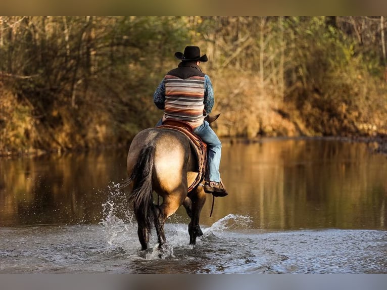 American Quarter Horse Giumenta 7 Anni 168 cm Pelle di daino in Santa Fe, TN