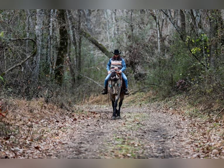 American Quarter Horse Giumenta 7 Anni 168 cm Pelle di daino in Santa Fe, TN