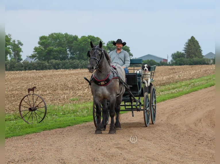 American Quarter Horse Giumenta 7 Anni 168 cm Roano blu in Windom, MN