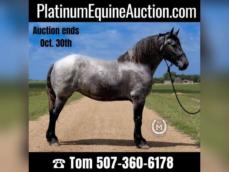 American Quarter Horse Giumenta 7 Anni 168 cm Roano blu in Windom, MN