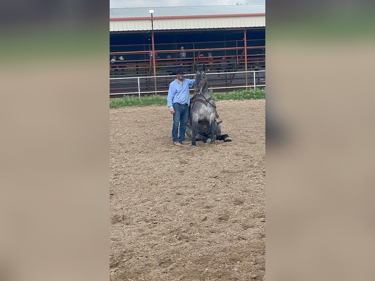 American Quarter Horse Giumenta 7 Anni 168 cm Roano blu in Windom, MN