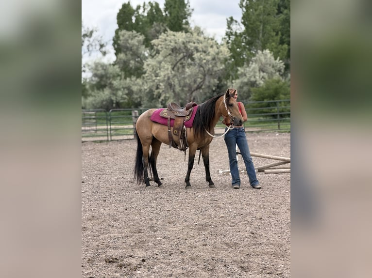 American Quarter Horse Giumenta 7 Anni 173 cm Pelle di daino in Fort Collins