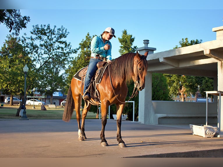 American Quarter Horse Giumenta 7 Anni Baio ciliegia in PERRY, OK