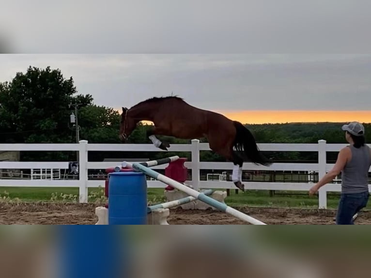 American Quarter Horse Giumenta 7 Anni Baio ciliegia in PERRY, OK