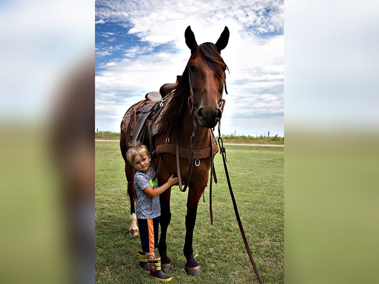 American Quarter Horse Giumenta 7 Anni Baio ciliegia in PERRY, OK